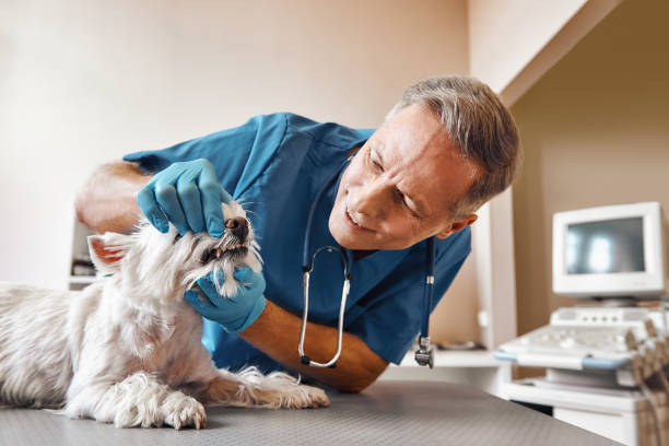  Grove City, FL Emergency Dentist Pros
